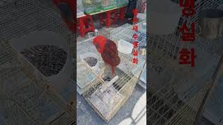 앵무새 수명이 이리 길었다니 #앵무새 #앵무새분양 #조…