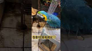 청풍이 오랜만에 목욕♡♡  #청금강앵무새 #목욕놀이