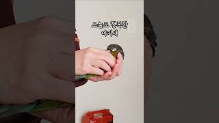 앵무새눕방의 달인 #크림슨벨리드코뉴어 #cuteparr…