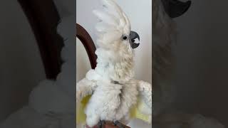 코카투가화나면#반전매력#umbrellacockatoo#…