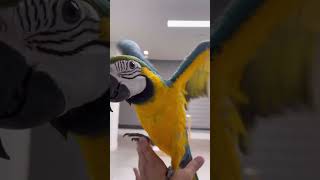 앵무새를 키워야하는 이유 #청금강 #foryou #me…