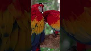 Crazy Facts About Macaws You D…
