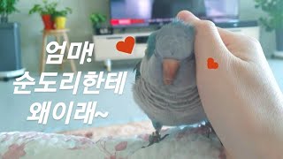 퀘이커앵무새 순도리의 하루(엄마가 격하게 놀아줄게~)