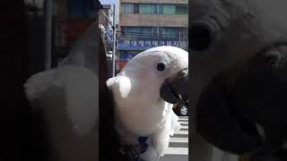자꾸 말시켜서 짜증난 앵무새 나나공주님 유황앵무/코카투