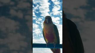 쪼꼬마난게 웰케 이뽀  #앵무새  #파인애플코뉴어