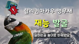 우연히 발굴한 마카우 앵무새 마르코의 재능 / 재능을 이용해서 놀이로 바꿔봐요