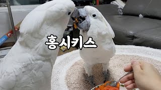 홍시먹다가 눈맞은 앵무새들...