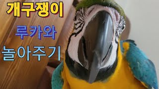 개구쟁이 청금강앵무새 루카