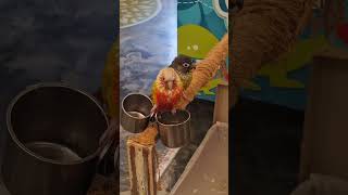 목욕하는 코뉴어s