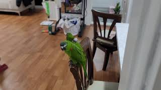 꽁패.한스마카우.뽀미.애교말투.2023.1.31