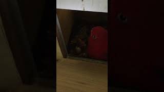 뉴기니아 와 마카우 뉴기니아 새끼 8일차 20190405 천둥 eclectus parrot baby 8days