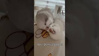 한달만에 꽁냥꽁냥 그렇게 좋드나 ??? ㅋㅋㅋ #퀘이커…