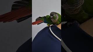 코뉴어앵무새#하랑이#하봉이#parrot#cute