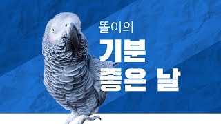 연구대상똘이회색앵무 기분좋은날 앗싸~~