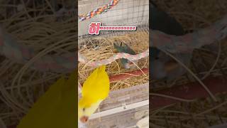 퀘이커 앵무새 집짓기는 포기못해