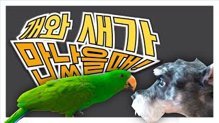 앵무새 발목링/ 강아지 앵무새 첫만남