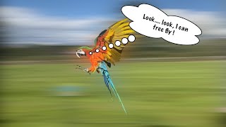 HARLEQUIN MACAW FIRST FREE FLI…