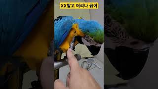 XX말고 머리나 긁어 #macaw #청금강앵무새 #청금강 #루카
