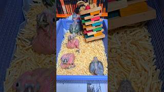 엄블렐라 코카투, 검은 머리 카이큐, 뉴기니아 아기 앵…