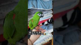 흉내쟁이 한스마카우 #앵무새 #말하는앵무새 #반려동물