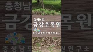 2024년 영상 #금강수목원 #이팝나무 #붉은아카시아 #홍아카시아 #나들이명소 #세종여행 #국내여행