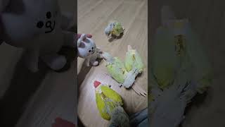 놀이터 하나 사야겠다                 #이유조 #코뉴어 #분양 #앵무새 #parrot