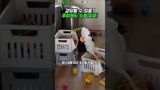 남의 집에 있을 때 진짜 이쁜 새  #코카투 #cockatoo