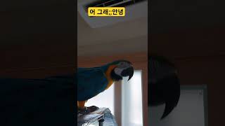 어 그래;;안녕 #macaw #청금강 #청금강앵무새