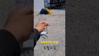 청금강앵무새 루카 호출훈련 #shorts