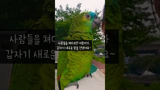 앵무새들이 쳐다보는 진짜 이유 2 #앵무새 #parrot