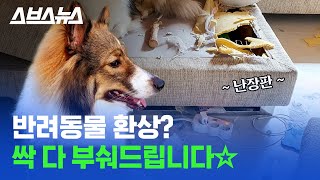 강아지·고양이·햄스터·앵무새... 반려동물 키우고 싶다…