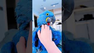 This is a domesticated hyacinth macaw. #parrots #birds #pets