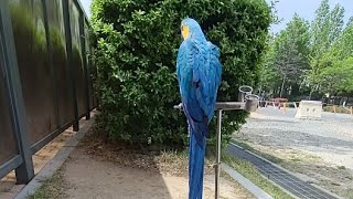 청금강앵무새 루카 훈련 후 잠시 생방