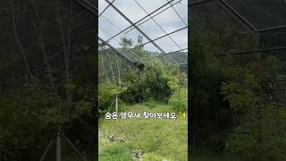 숨은 앵무새를 찾아보세요✨            #뉴기니아#앵무새#뉴기니아앵무새 #eclectus #eclectusparrot #parrot #bird #shorts #ekkie