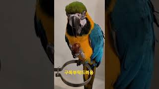 대추야자먹는 청금강앵무새 #shorts