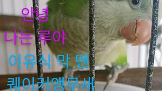 귀여운 퀘이커앵무새 루야 보고가세용