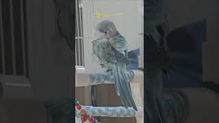 꾸벅꾸벅앵무새#말하는앵무새#블루오파린퀘이커#말하는퀘이커#앵무새키우기#조는앵무새#하늘이#귀여움#사랑스러움#parrot#pets