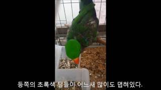 self injury Eclectus parrot th…