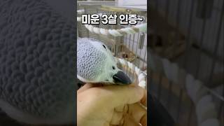 엄마 피부 뜯다가 혼나는 앵무새  회색앵무 잠바