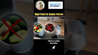 Is Millet Really Better Than Sunflower Seeds for Quaker Parrots?