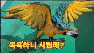 무더운 여름 청금강앵무새 목욕시키기