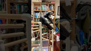 카메라 싫어하는 앵무새 #구름이 #팀네회색앵무