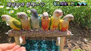 청송이네앵천사 채널송 #코뉴어 앵무새와 #촌집#마당정원…
