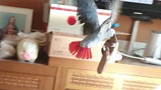 앵무새 키우는집에서 흔히 볼 수 있는 광경