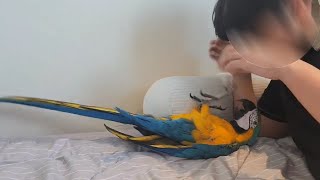 청금강 카라 일상 집에서...