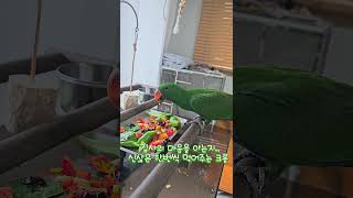뉴기니아 앵무새 크롱이 생식 체리먹방  #뉴기니아 #parrot #루티노퀘이커 #뉴기니아 #루티노퀘이커 #뉴기니아앵무새 #뉴기니아앵무 #동물키우기 #반려동물  #birds