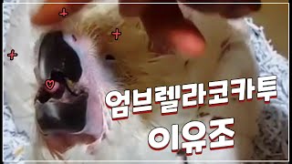 엄브렐라코카투 이유조