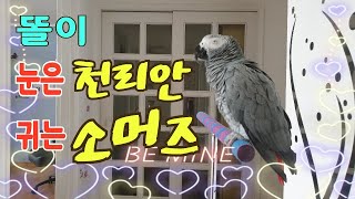 앵무새랑 사랑에 빠졌어요~예뻐죽겠어요~어떻게 예뻐하지 …