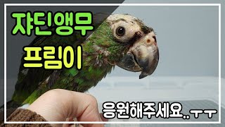 아픈 쟈딘앵무 홈케어 브이로그 | 사용 영양식 물품