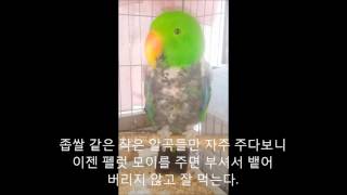 self injury Eclectus parrot th…